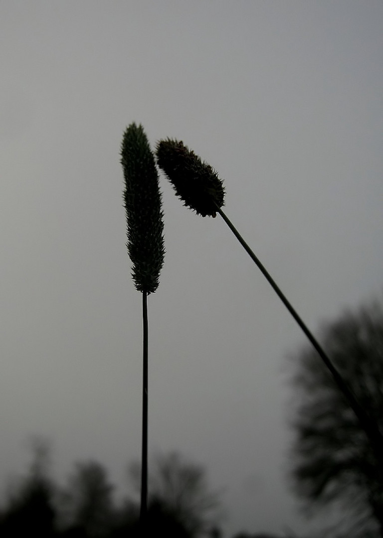 Zuneigung im Nebel