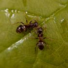 Zuneigung unter Ameisen