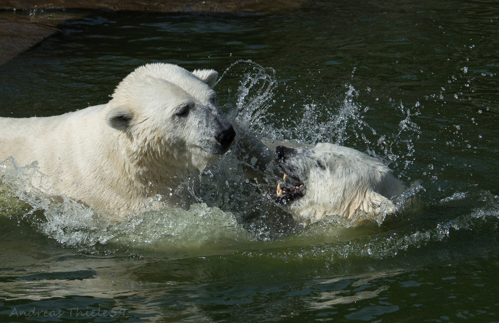 Zuneigung unter Eisbären