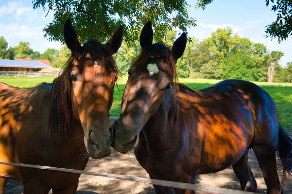 ZUNEIGUNG ZWEIER FOHLEN