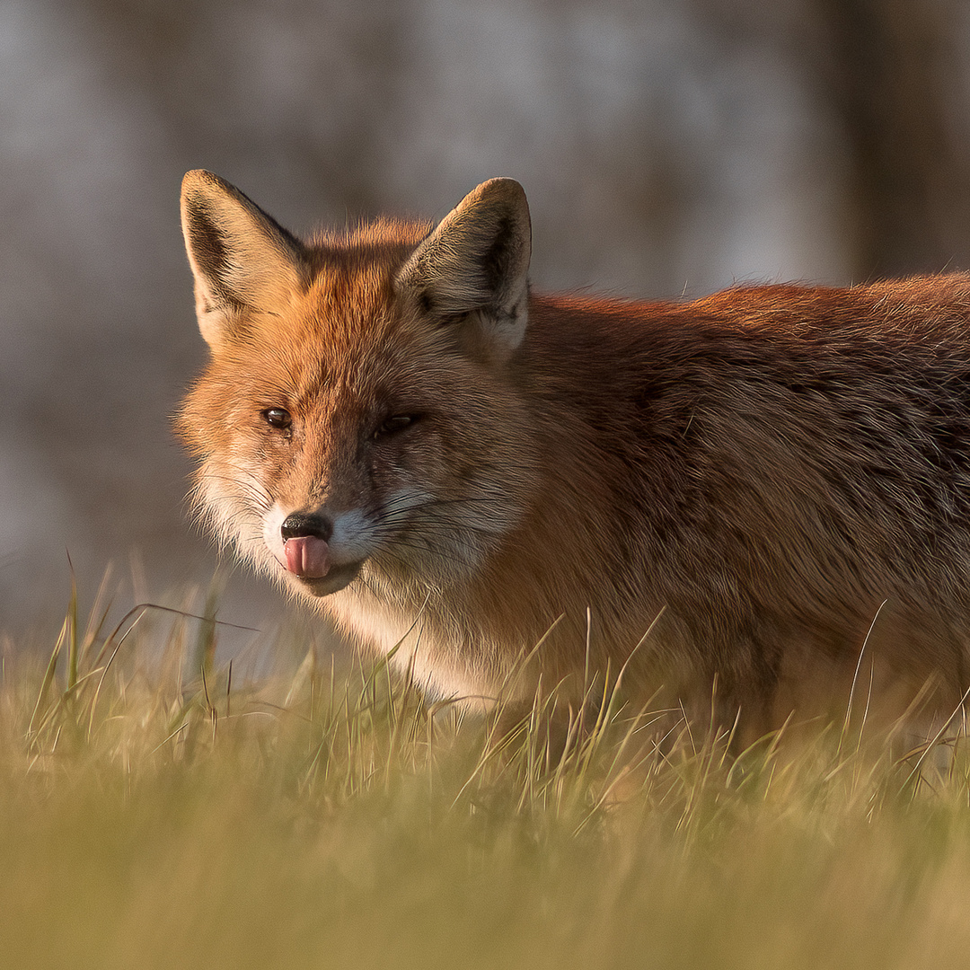 Zunge raus - Rotfuchs in der Morgensonne