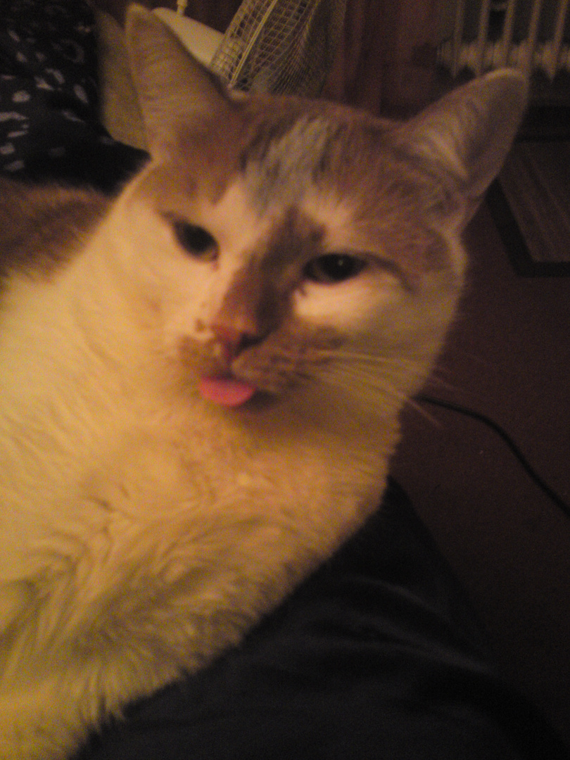 Get Zunge blecken Desktop Wallpaper Zunge Blecken