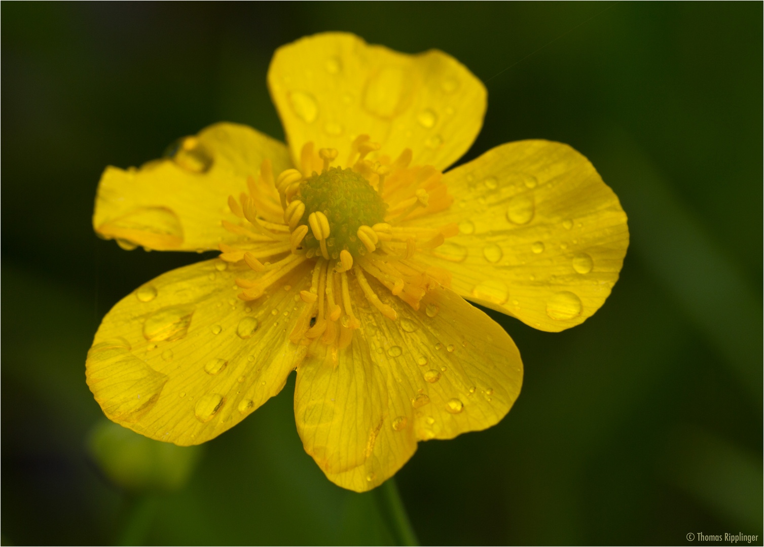 Zungen-Hahnenfuß (Ranunculus lingua) Foto &amp; Bild | pflanzen, pilze ...