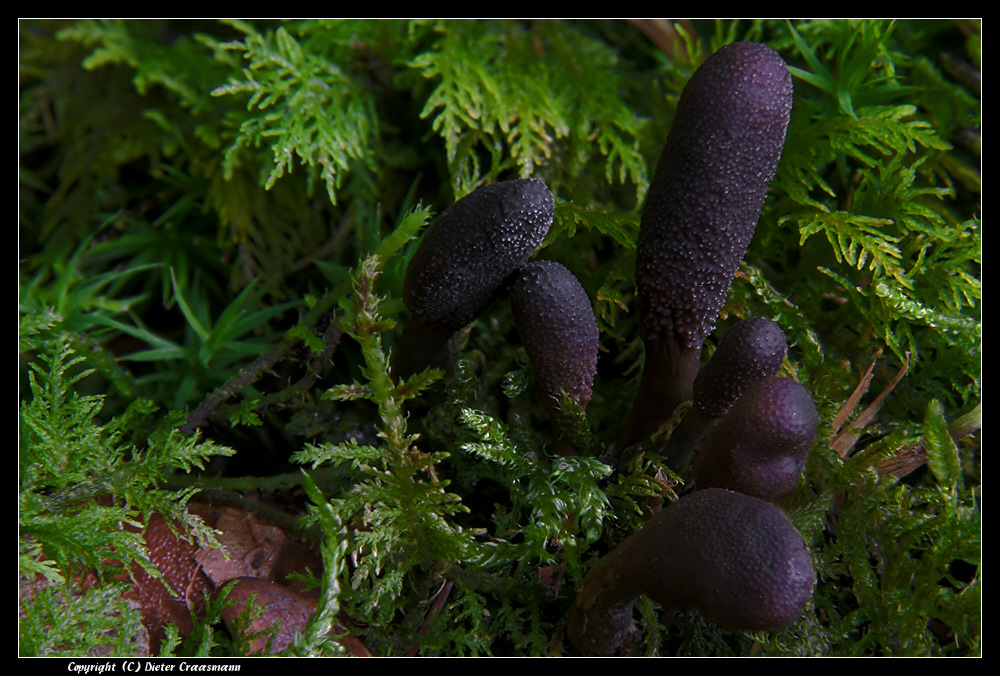 Zungen Kernkeule (Cordyceps ophioglossoides) - Adder's tongue or goldenthread cordyceps