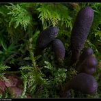 Zungen Kernkeule (Cordyceps ophioglossoides) - Adder's tongue or goldenthread cordyceps