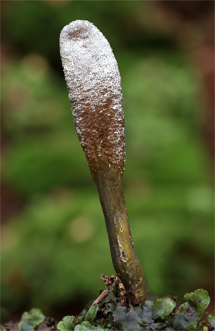 Zungen-Kernkeule (Elaphocordyceps ophioglossoides)