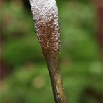 Zungen-Kernkeule (Elaphocordyceps ophioglossoides)