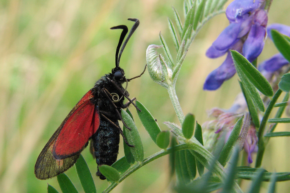 Zungenbein? Foto & Bild tiere, wildlife, schmetterlinge Bilder auf