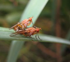 Zungenbrecher: Fliegenliebe der lieben Fliegen!