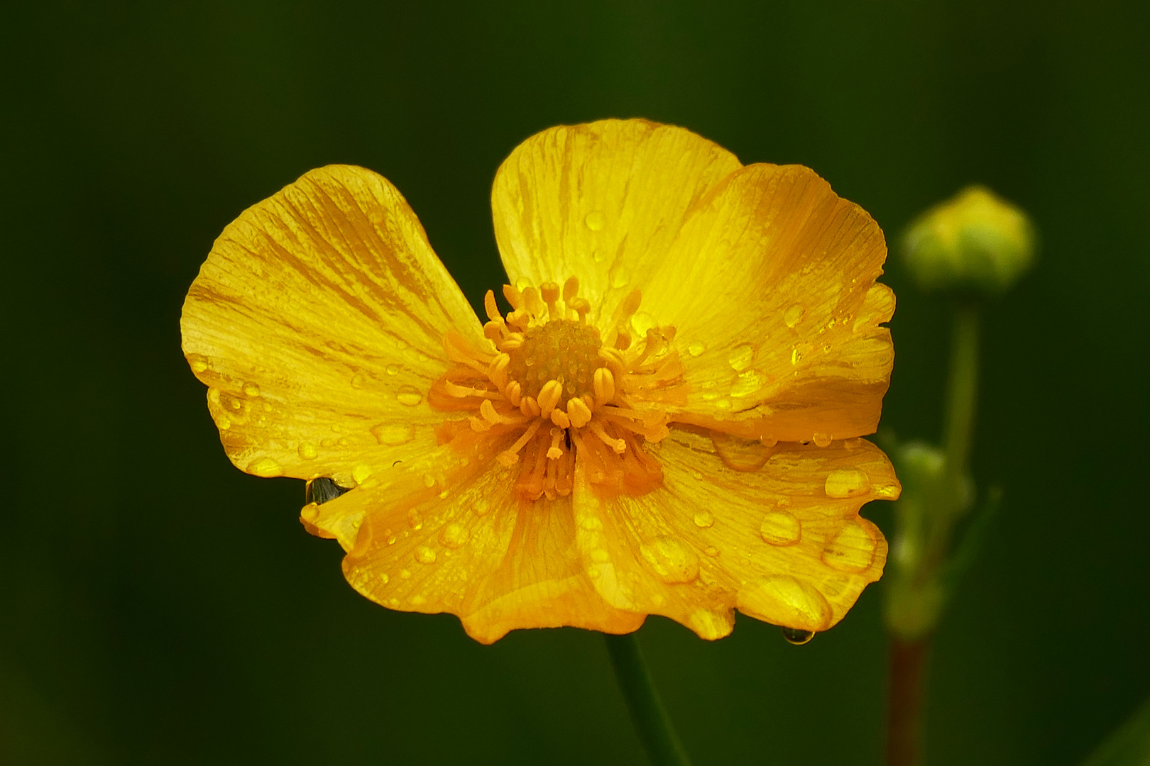 Zungenhahnenfuß (Ranunculus Lingua) 