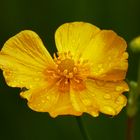 Zungenhahnenfuß (Ranunculus Lingua) 