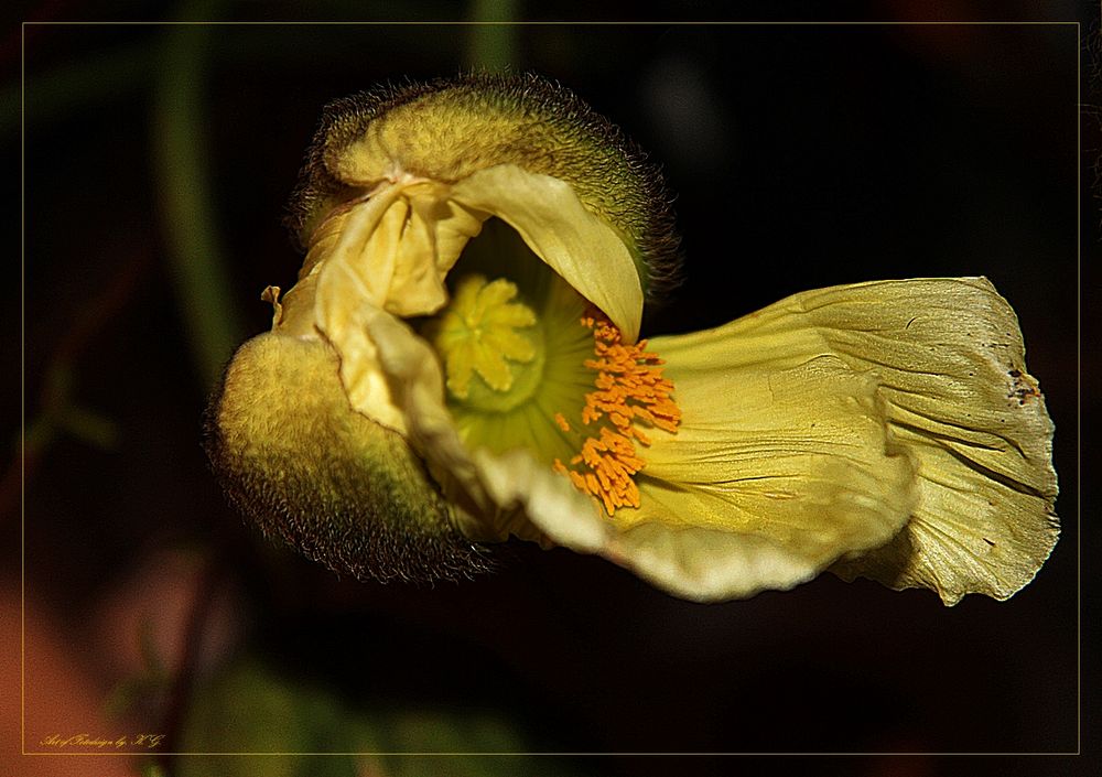 "Zungen"mohn...