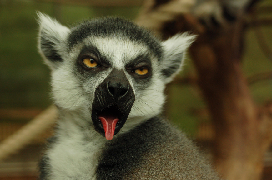 Zungenroller Foto & Bild tiere, zoo, wildpark & falknerei, säugetiere