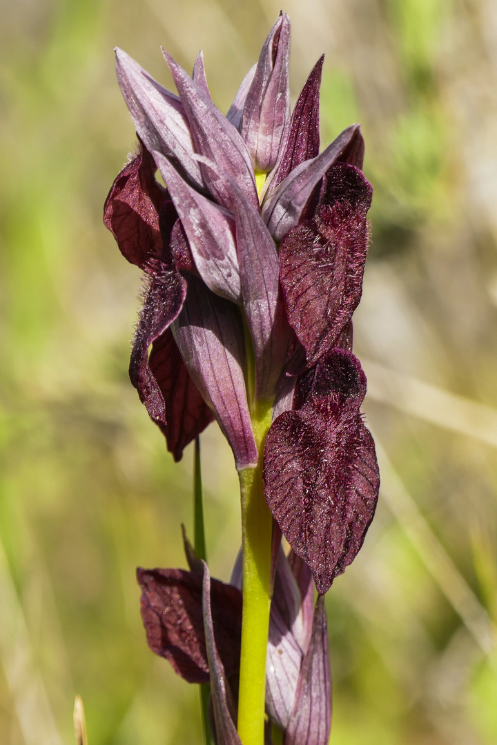 Zungenständel (Serapias cordigera ssp. gentilii)