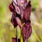 Zungenständel (Serapias cordigera ssp. gentilii)