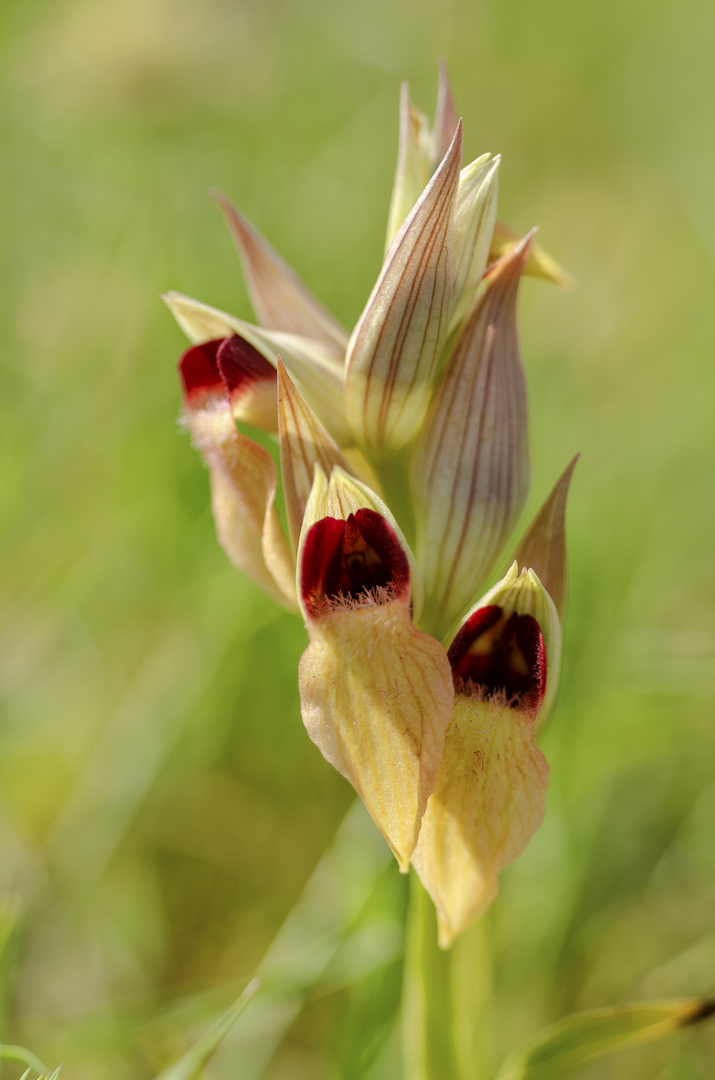 Zungenständel (Serapias orientalis ssp. moreana)