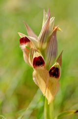 Zungenständel (Serapias orientalis ssp. moreana)