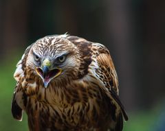 Zupackender Greifvogel