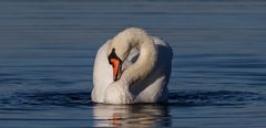 Zur Abwechslung heute Schwan.