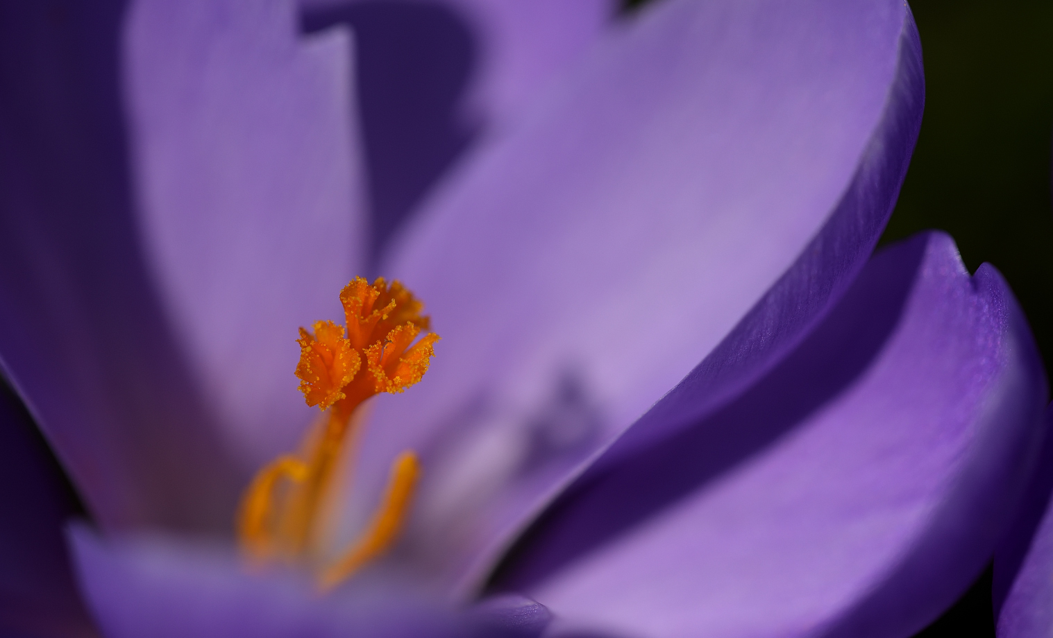 Zur Abwechslung mal ein Macro, Blick in einen Krokuss. Aufnahme aus dem Archiv.