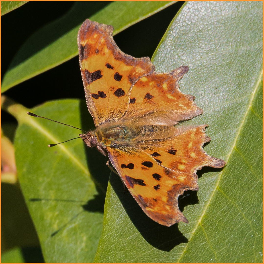 zur Abwechslung mal ein Schmetterling  .....