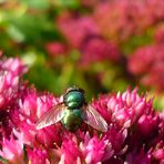 Zur Abwechslung mal eine Blüte...