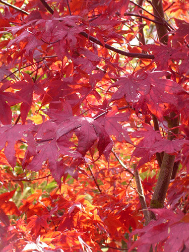 Zur Abwechslung mal Herbst