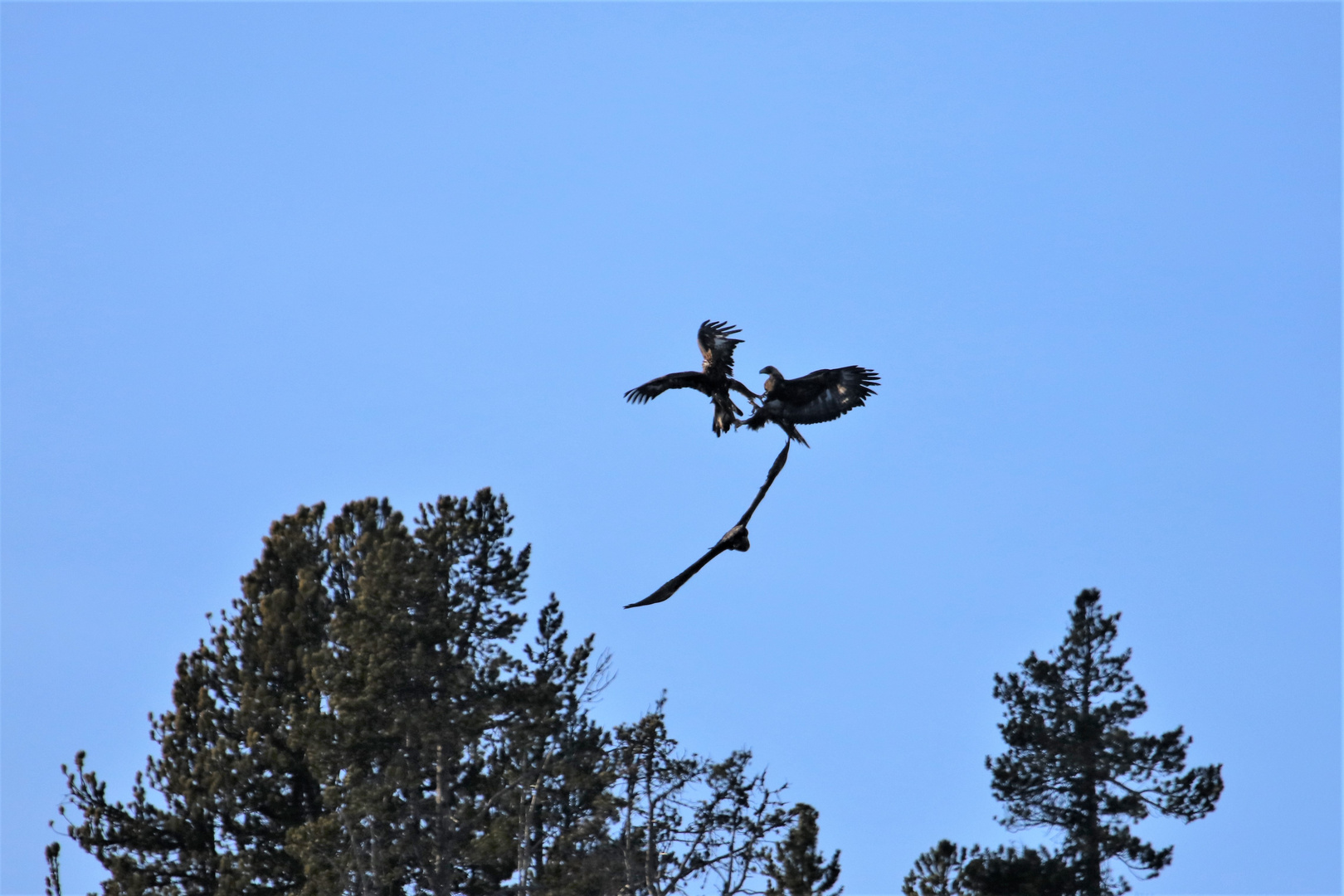 zur Abwechslung mal Steinadler 27.12.18