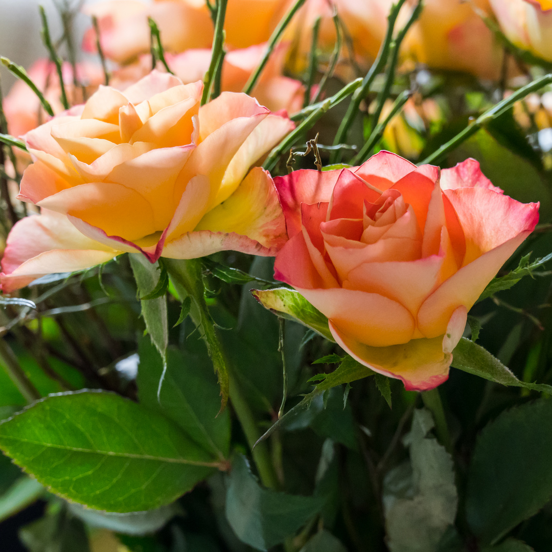 Zur Abwechslung Rosen...