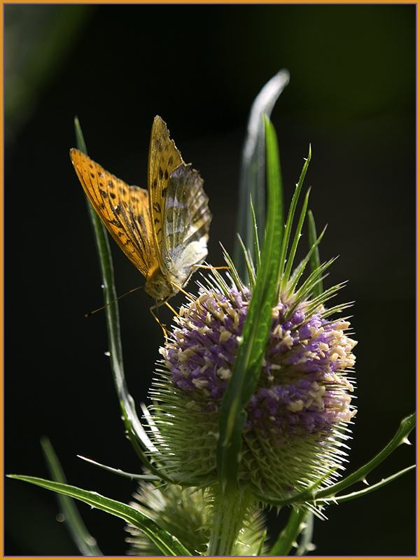 Zur Abwechslung wieder einmal ein Bild aus dem Garten.