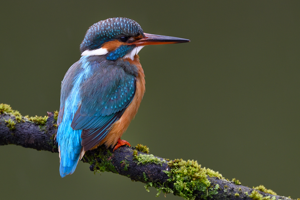 Zur Abwechslung wieder mal ein Eisvogel....