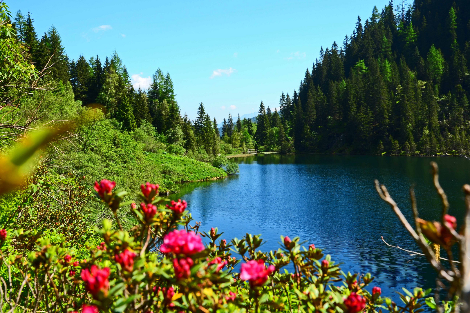 Zur Almrauschblüte auf dem Obersee -Schladminger Tauern