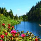 Zur Almrauschblüte auf dem Obersee -Schladminger Tauern