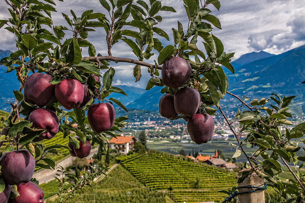 zur Apfelernte in Tirol