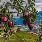 zur Apfelernte in Tirol