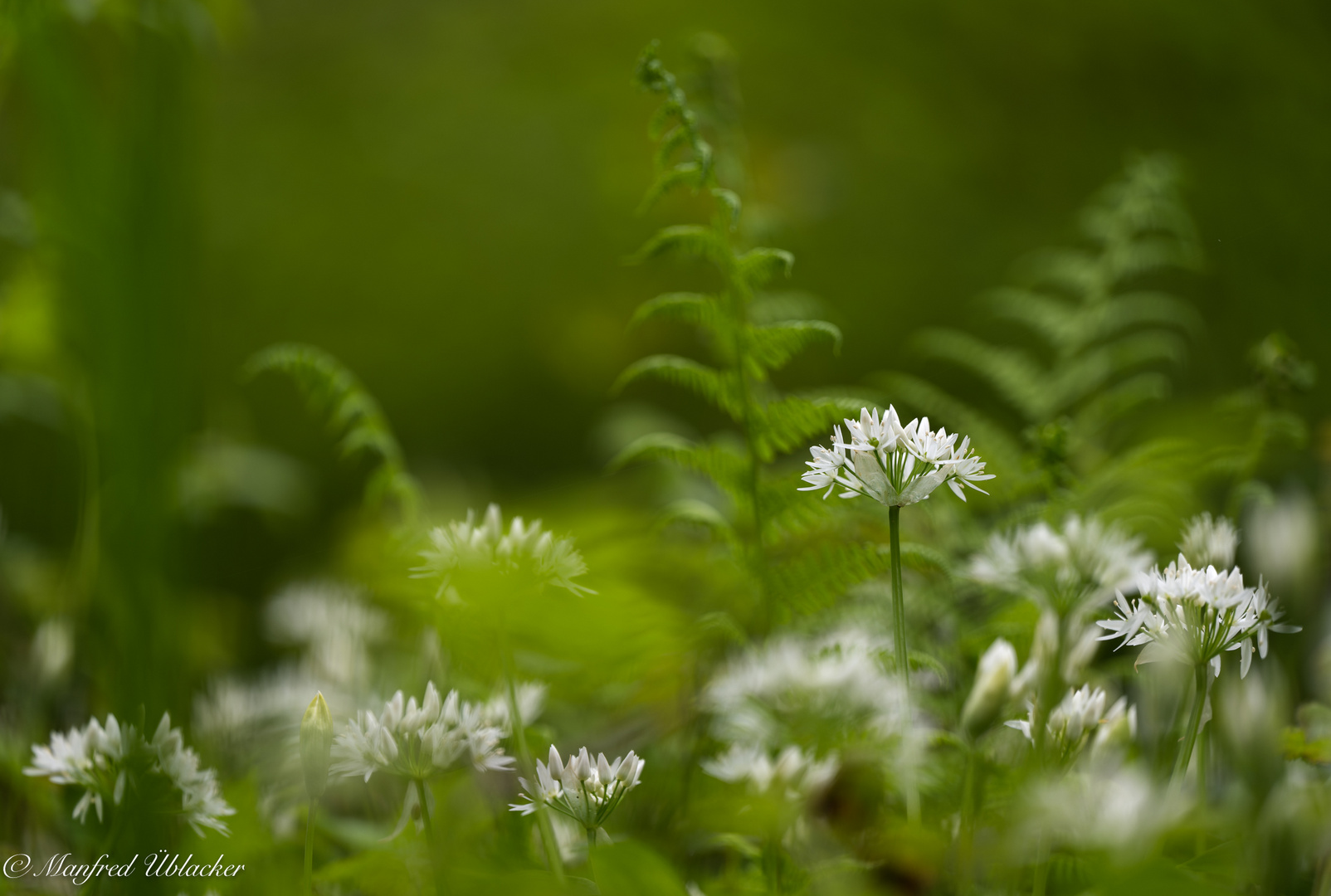 Zur Bärlauchblüte ...