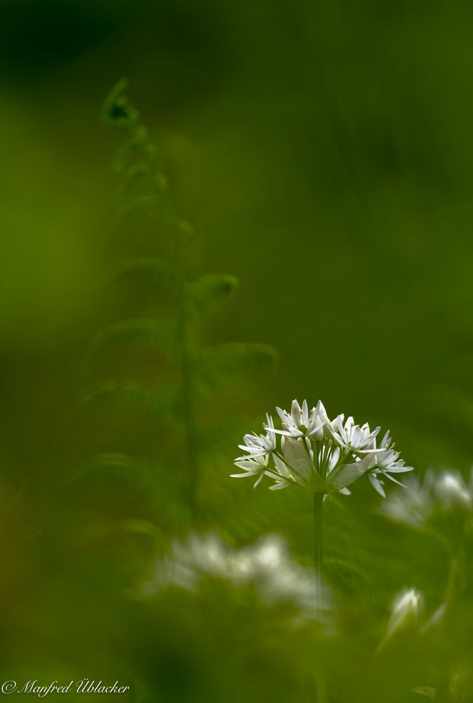 Zur Bärlauchblüte ...