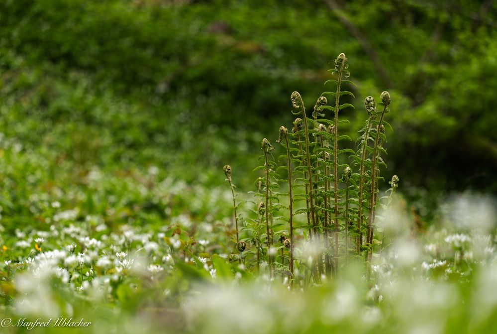 Zur Bärlauchblüte ...