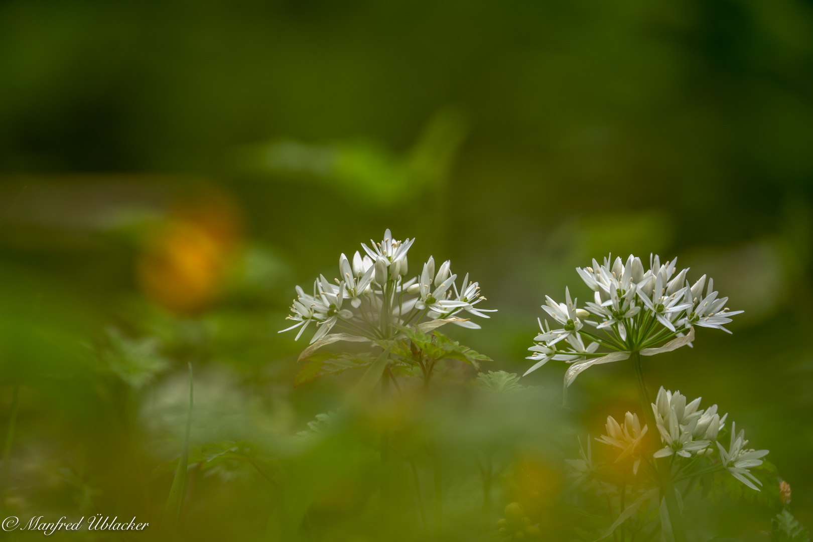 Zur Bärlauchblüte ...