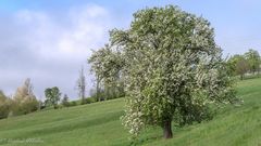 Zur Baumblüte im Mostviertl ...
