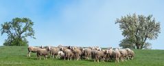 Zur Baumblüte im Mostviertl ...