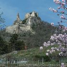 Zur Baumblüte in der Wachau