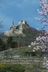 Zur Baumblüte in der Wachau