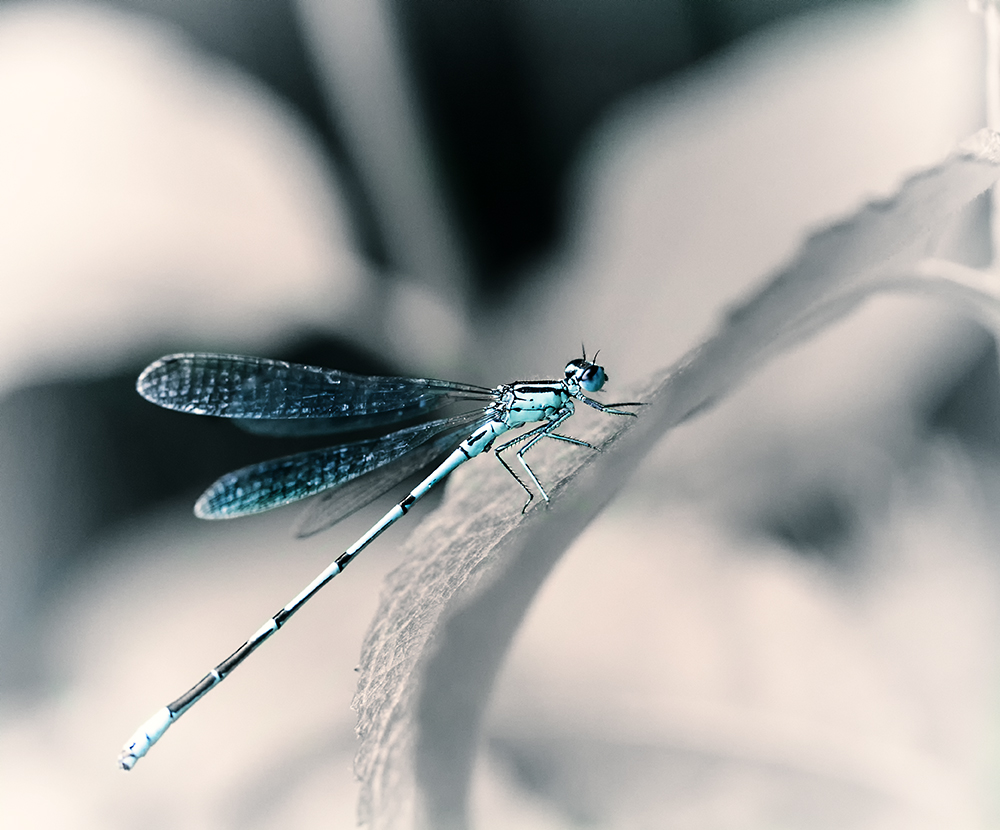 Zur blauen Libelle