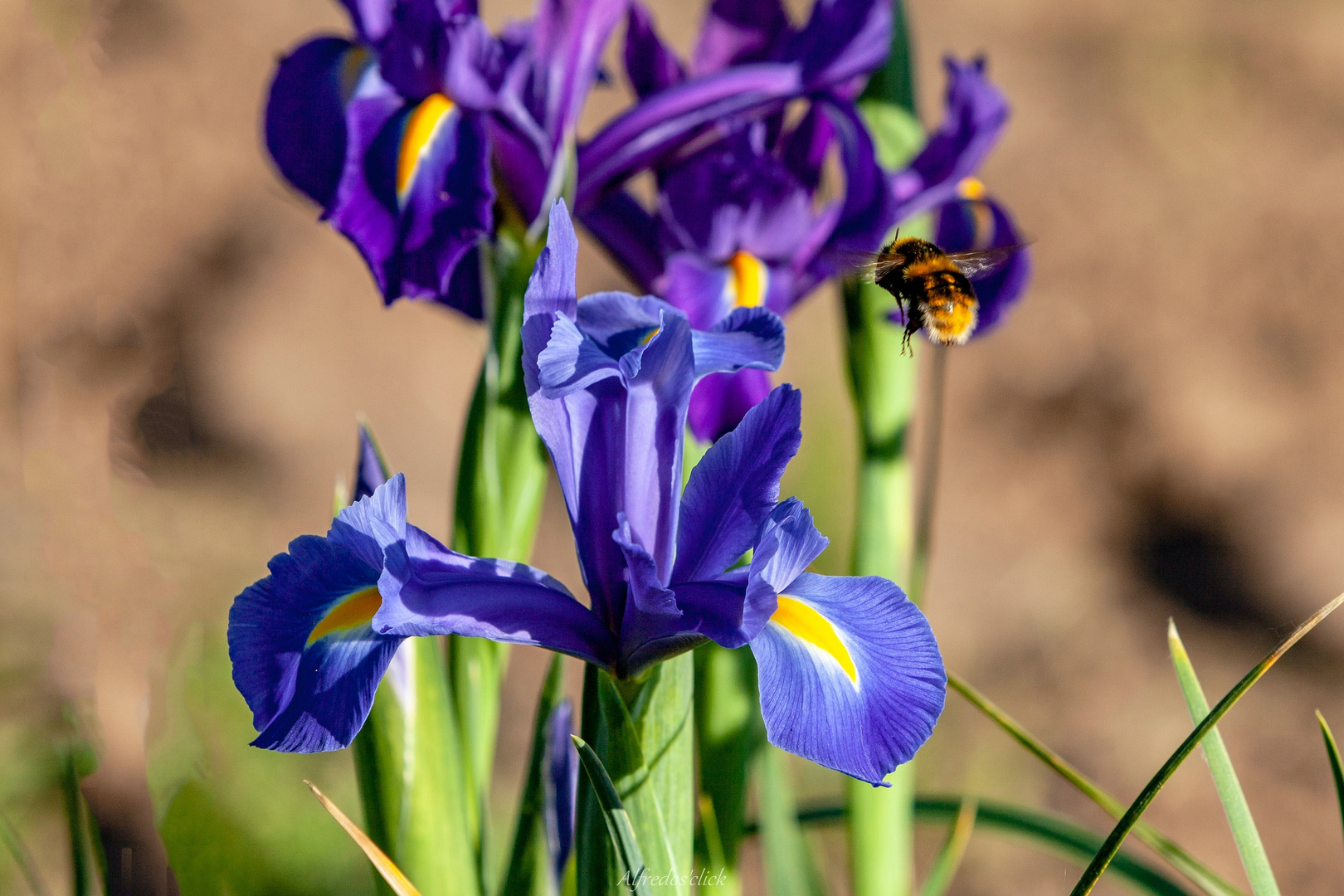 Zur Blauen Schwertlilie