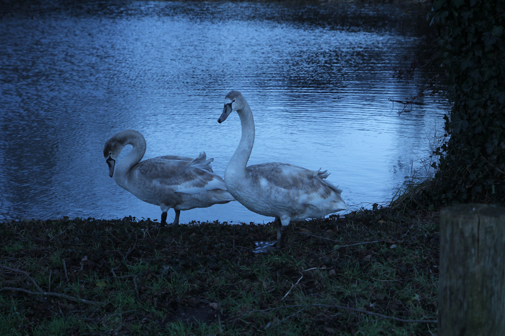 zur blauen Stunde am Teich