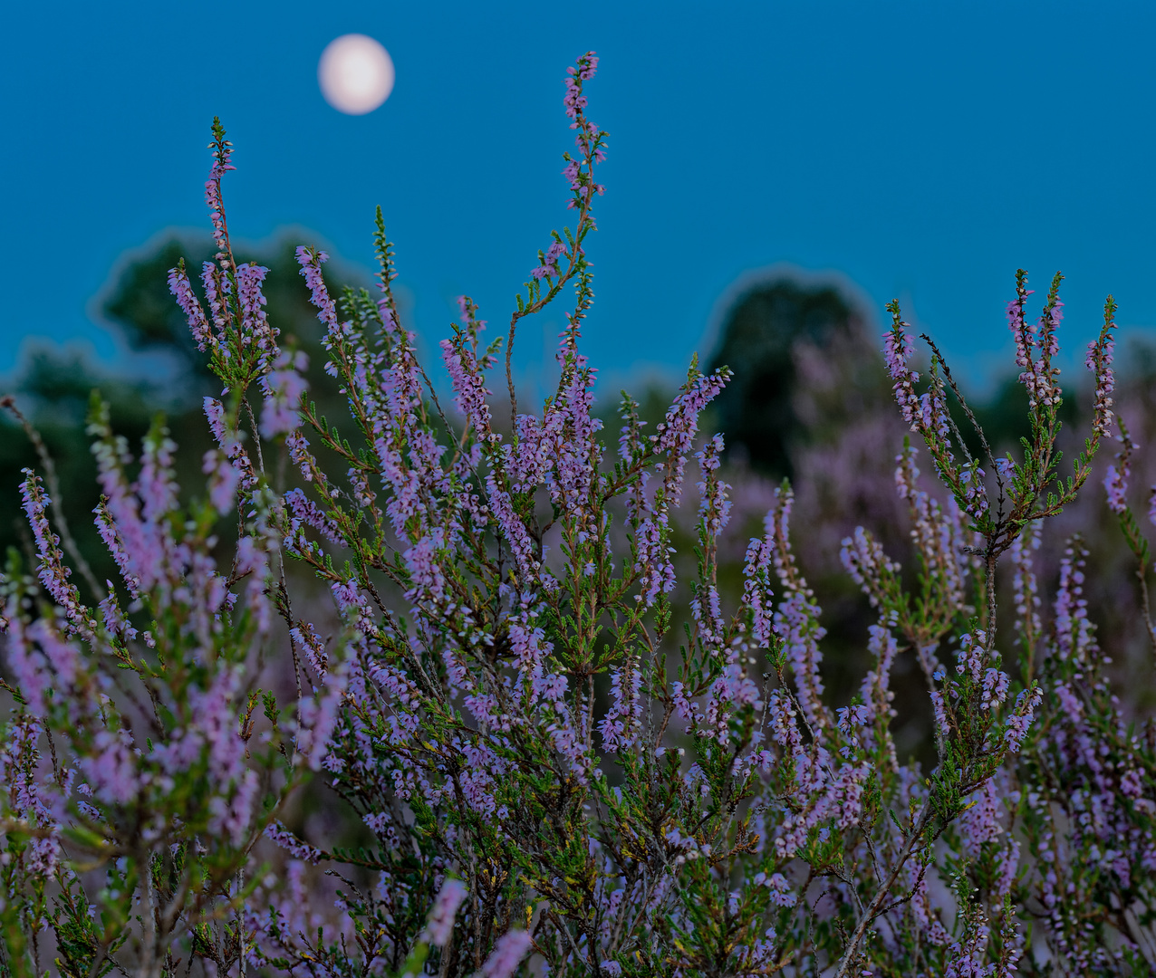 Zur blauen Stunde in der Mehlinger Heide