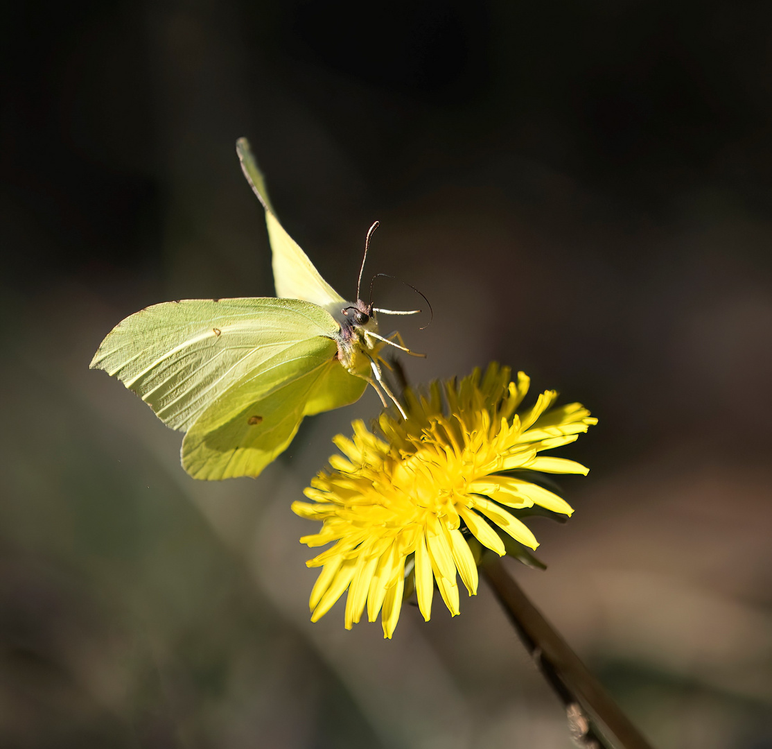 zur Blüte...