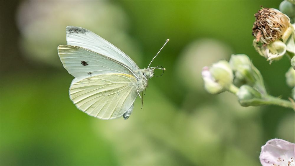 zur Blüte...