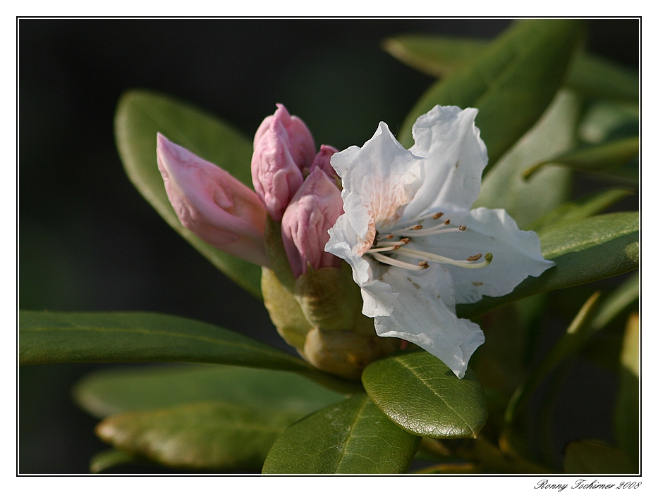 Zur Blüte gereift